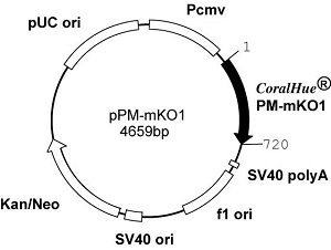 Plasmid map of pPM-mKO1
